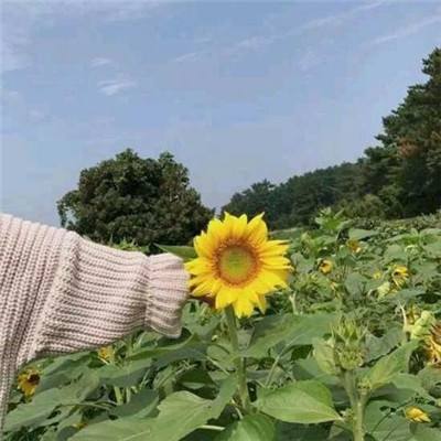 鬼灯的冷彻手游下载